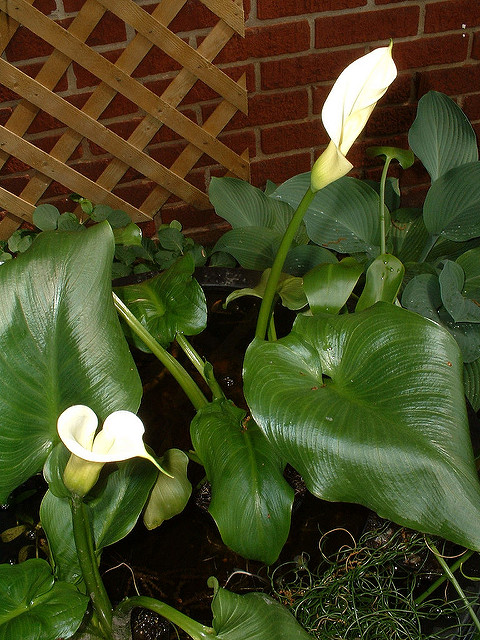 Calla des marais