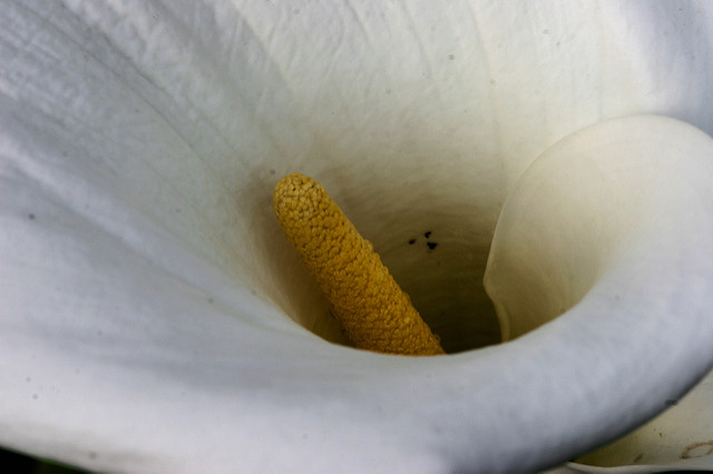 Calla des marais