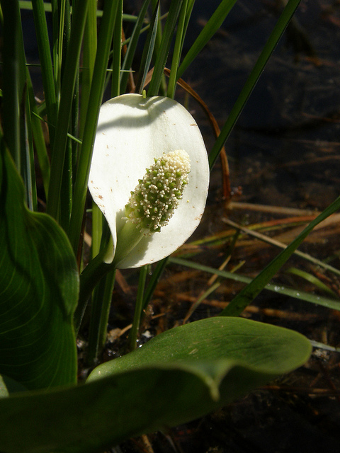 Calla des marais