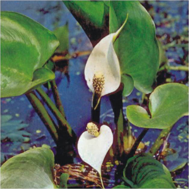 Calla des marais