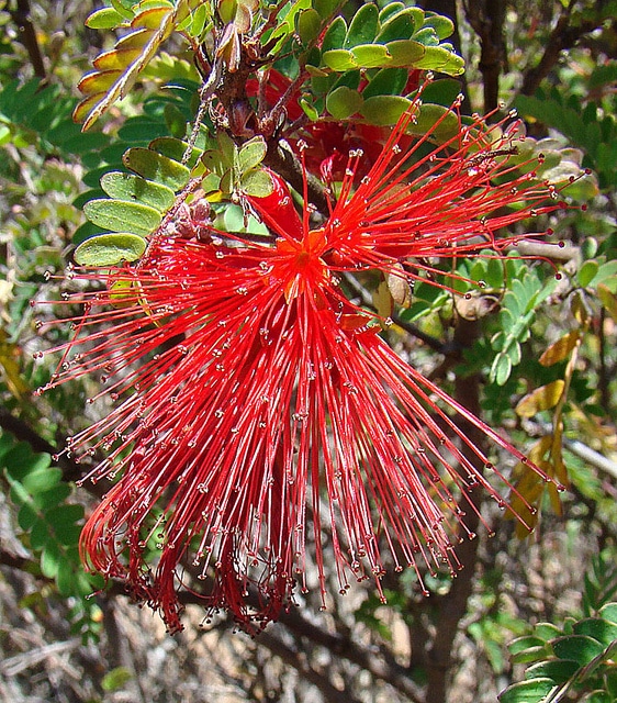 Calliandra californica