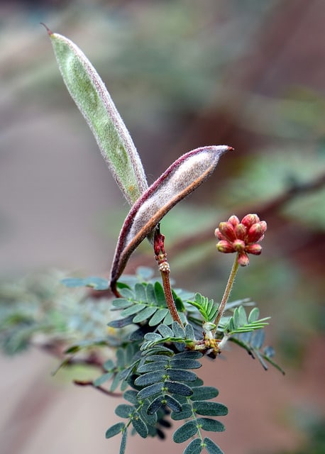 Calliandra californica