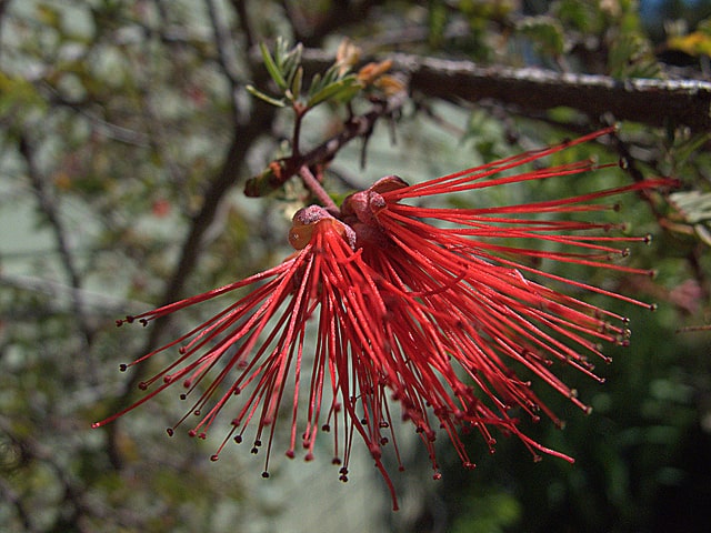 Calliandra californica