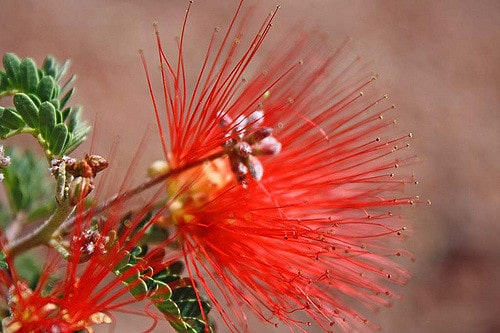 Calliandra californica
