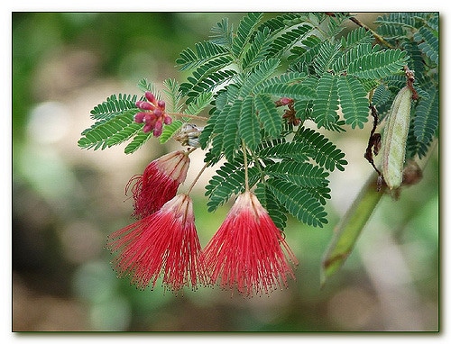 Calliandra californica