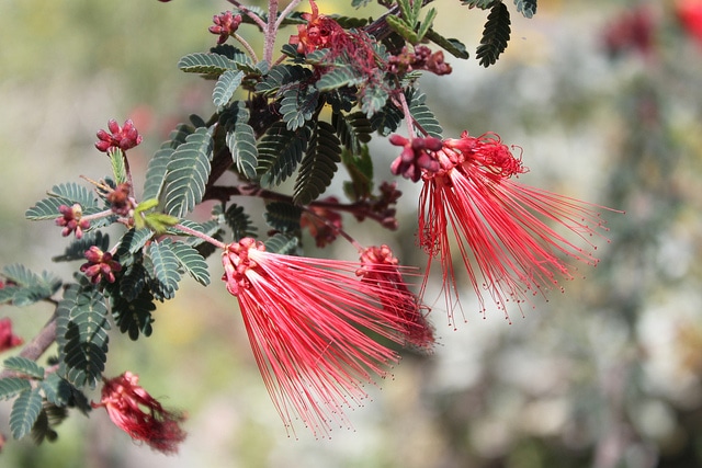 Calliandra californica (Calliandra californica)