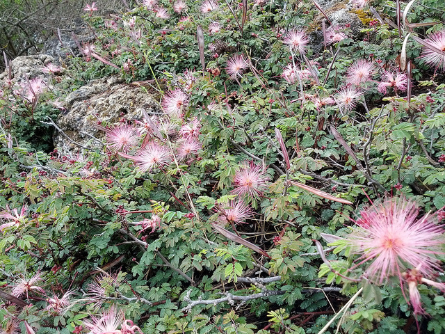 Arbre aux houppettes (Calliandra eriophylla)