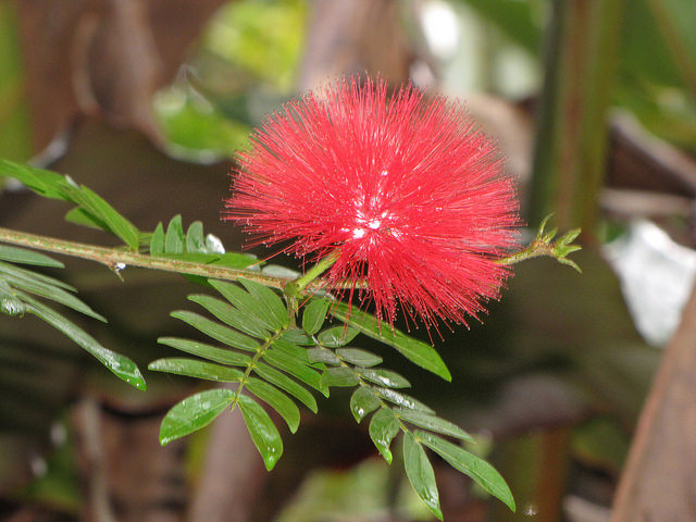 Arbre aux houppettes (Calliandra haematocephala)