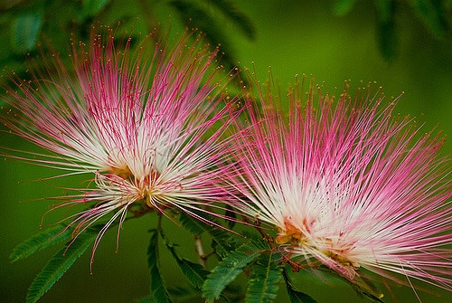 Calliandra surinamensis