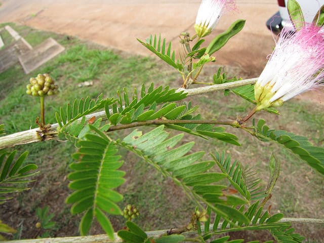 Calliandra surinamensis