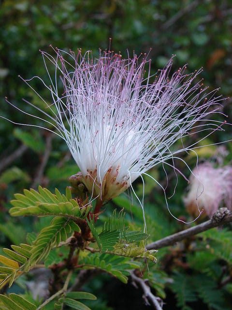 Calliandra surinamensis