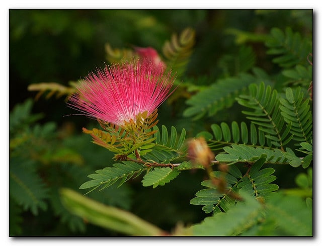 Calliandra surinamensis