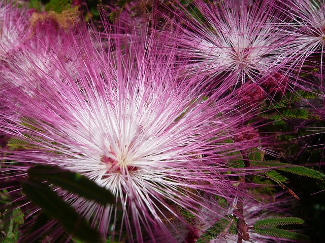 Calliandra surinamensis
