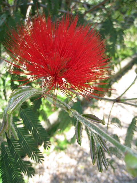 Calliandra tweediei