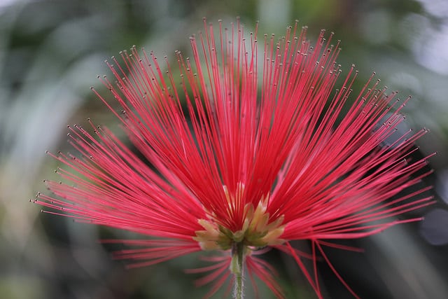 Calliandra tweediei