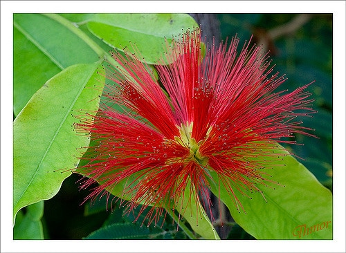 Calliandra tweediei