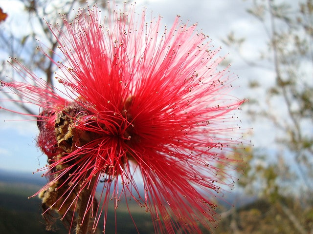 Calliandra tweediei