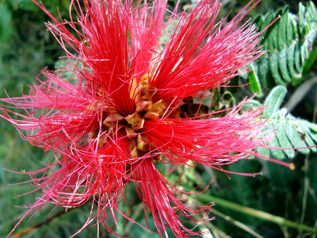 Calliandra tweediei