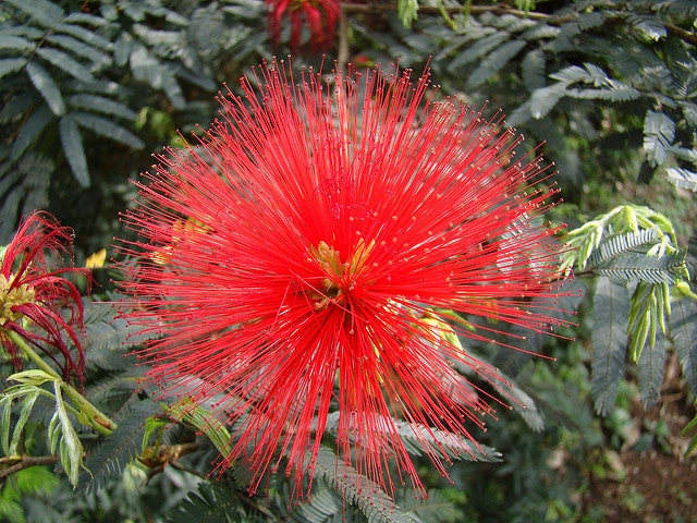 Calliandra tweediei (Calliandra tweedii)