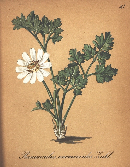 Callianthème fausse anémone (Callianthemum anemonoides)
