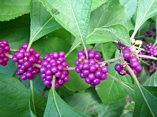 Callicarpa americana