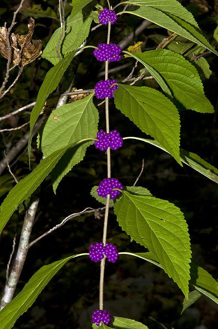 Callicarpa americana