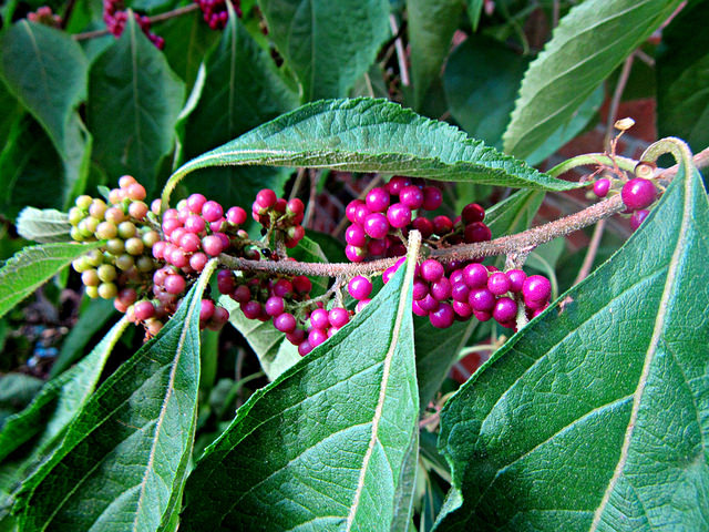 Callicarpa americana