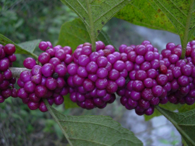 Callicarpa americana