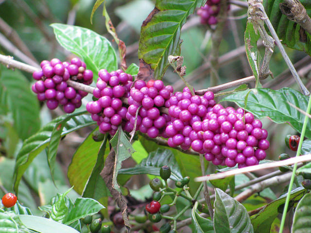 Callicarpa americana