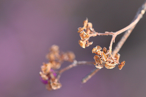 Callicarpa americana