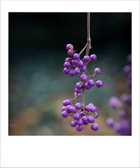 Callicarpe de bodinier (Callicarpa bodinieri)