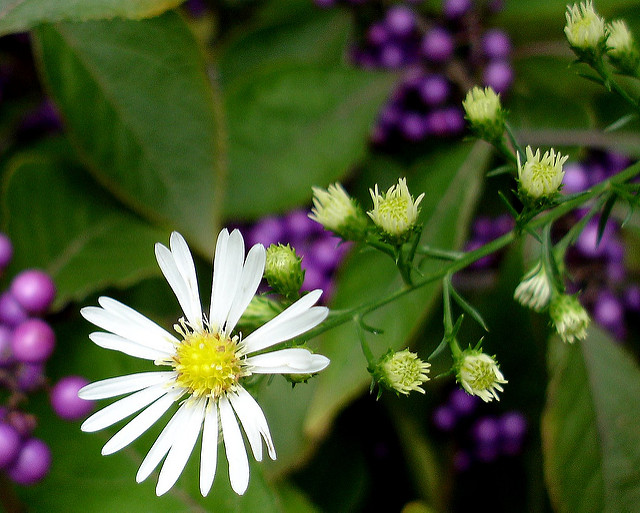 Callicarpe de bodinier