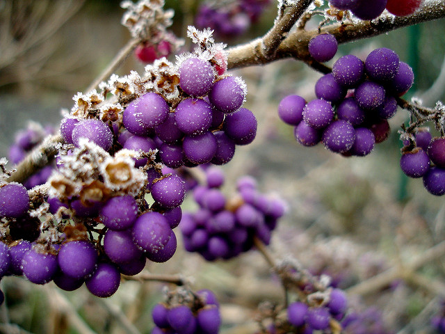 Callicarpe de bodinier