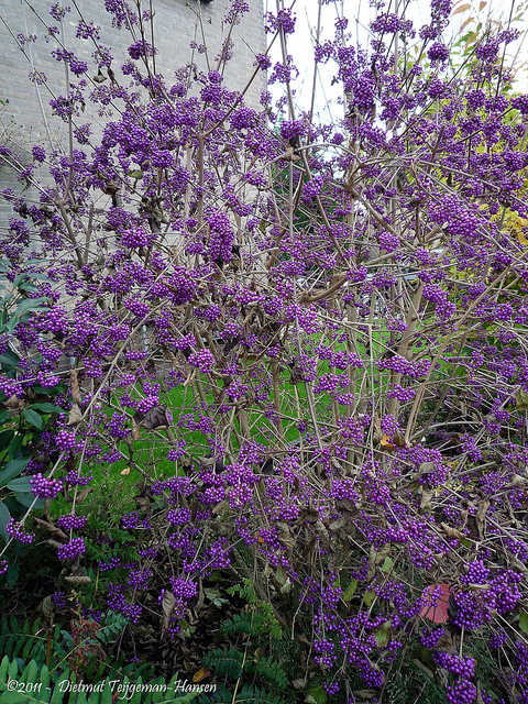 Callicarpe de bodinier