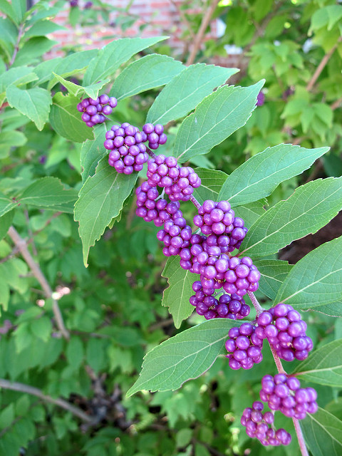 Arbuste aux bonbons violets