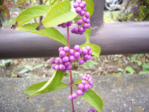 Arbuste aux bonbons violets