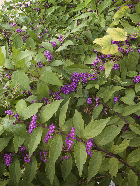 Arbuste aux bonbons violets