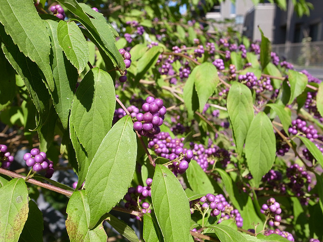 Arbuste aux bonbons violets