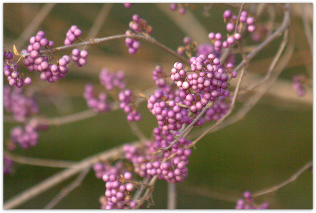 Arbuste aux bonbons violets (Callicarpa dichotoma)