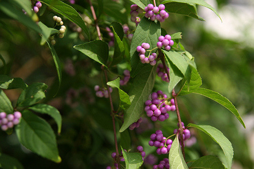 Callicarpa japonica