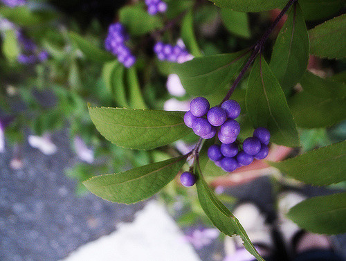 Callicarpa japonica