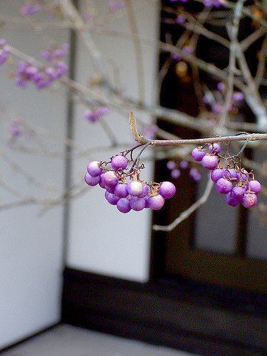 Callicarpa japonica