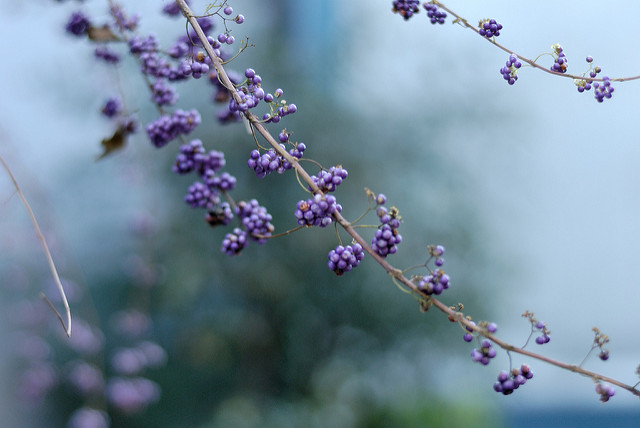 Callicarpa japonica