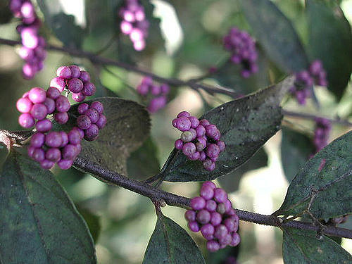 Callicarpa japonica
