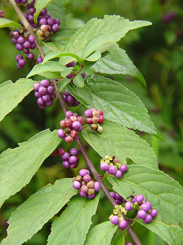 Callicarpa japonica