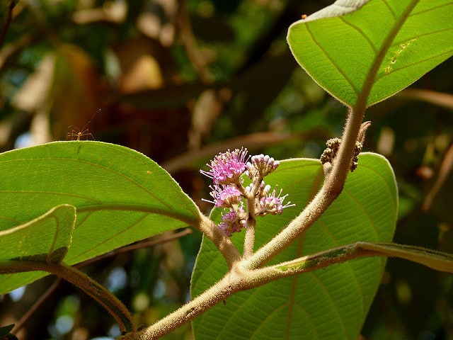Callicarpa macrophylla