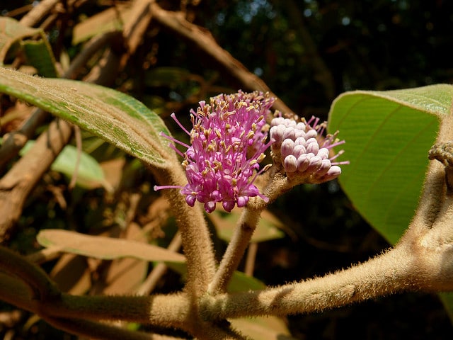 Callicarpa macrophylla