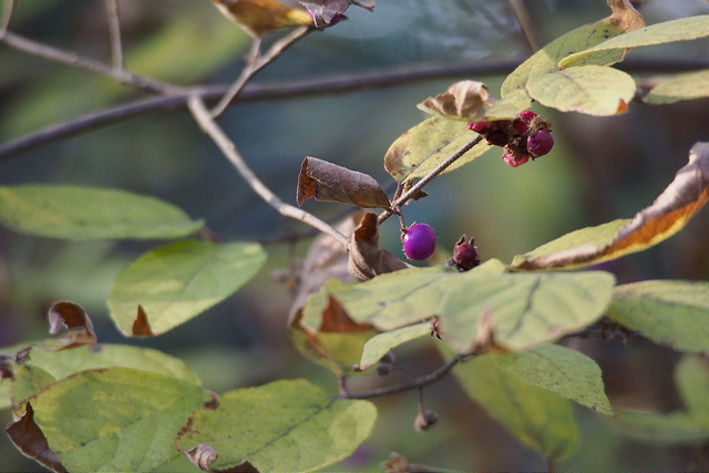 Callicarpa mollis