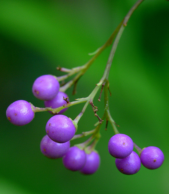 Callicarpa mollis