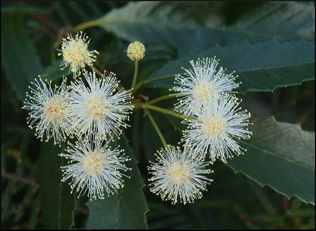 Callicoma serratifolia